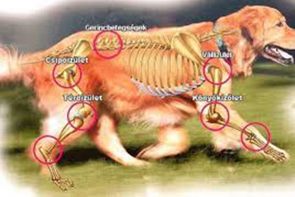 Időskori izületi elváltozások kutyán